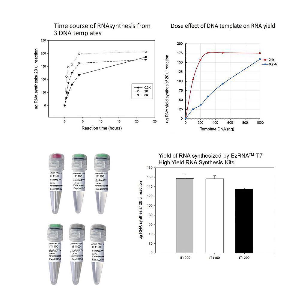 【IT1100】EzRNA™ T7 High Yield RNA Synthesis Kit (Ψ-UTP), 50 RXN